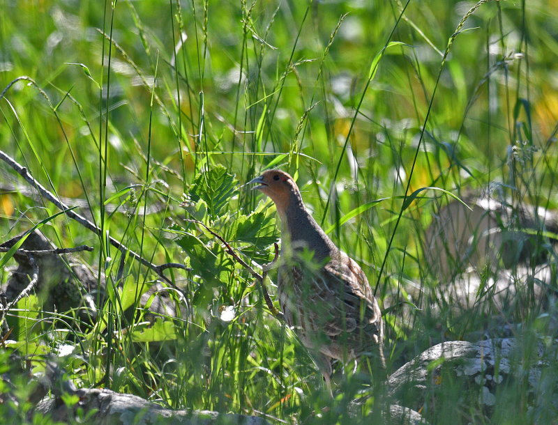 Grey Partridge