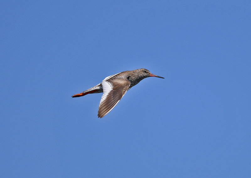 Common Redshank