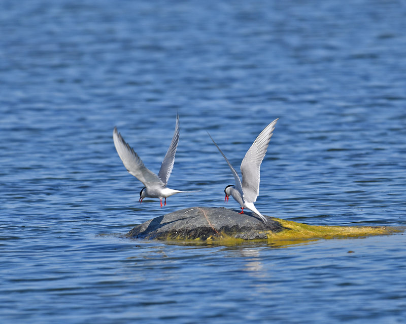 Arctic Tern