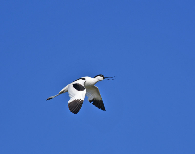 Pied Avocet