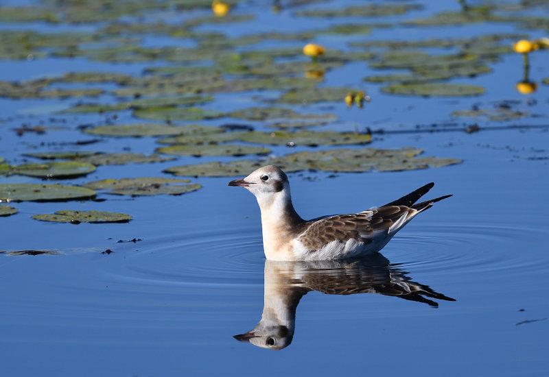 Black-headed Gull