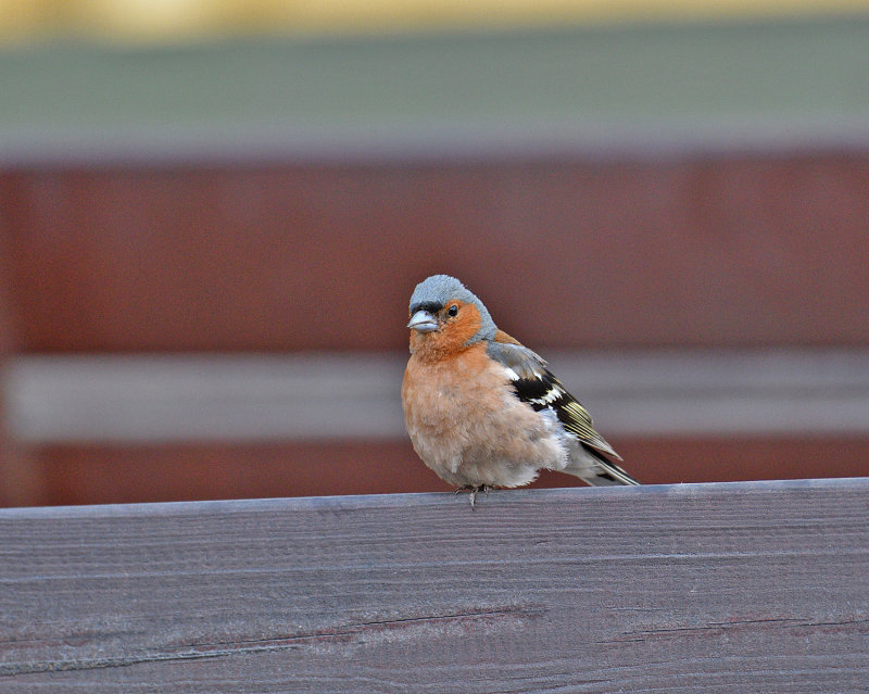 Common Chaffinch