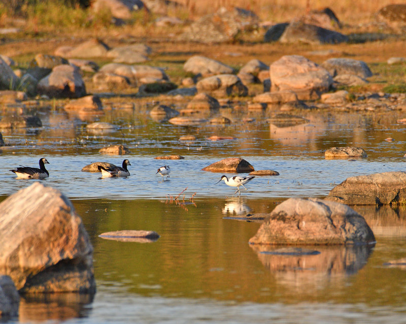 Pied Avocet