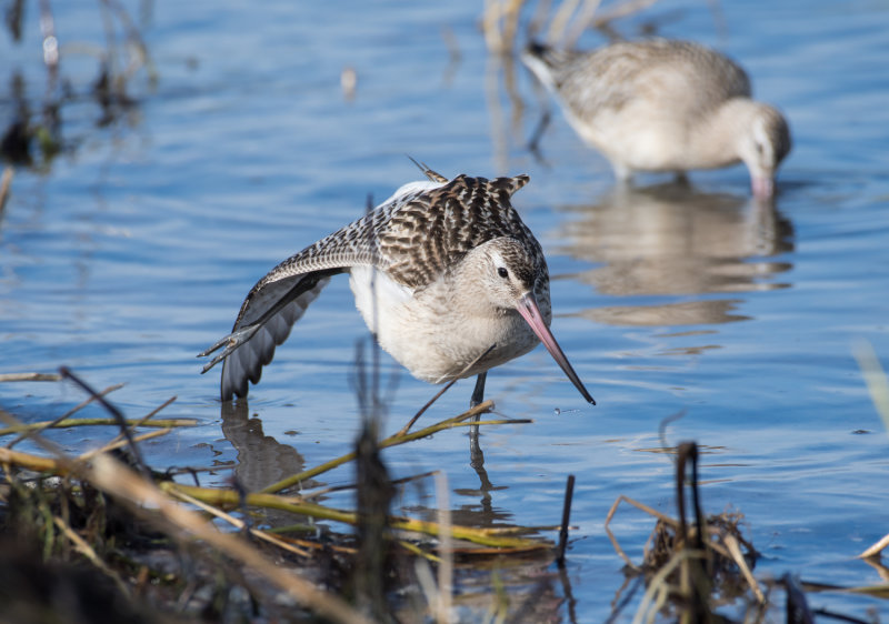 Bar-tailed Godwit