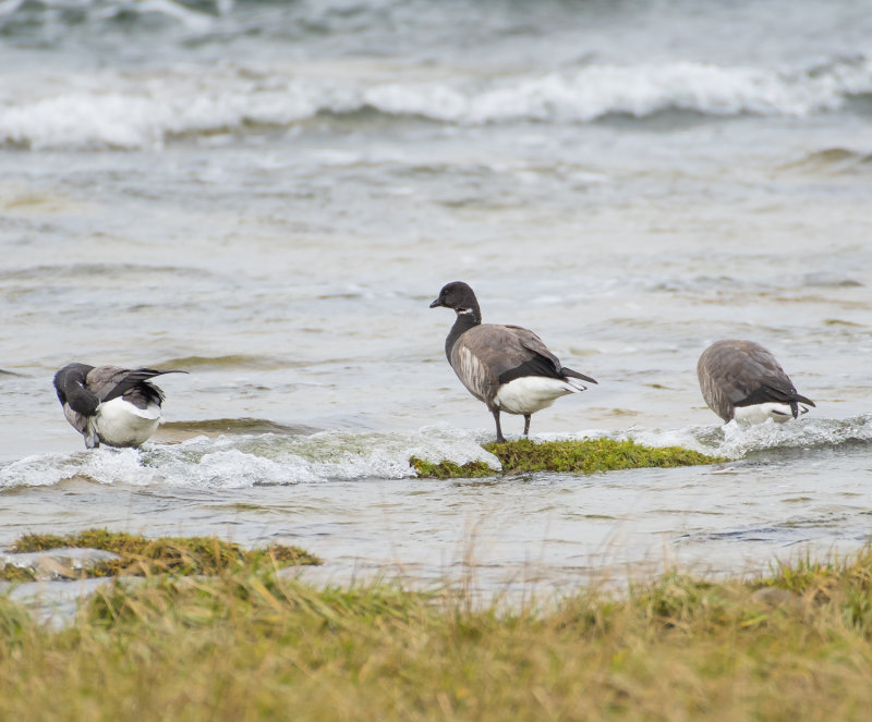 Brent Goose