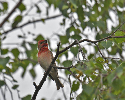 Common rosefinch