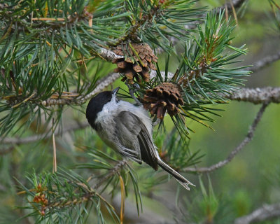 Marsh Tit