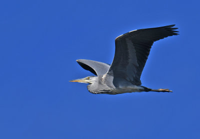 Grey heron