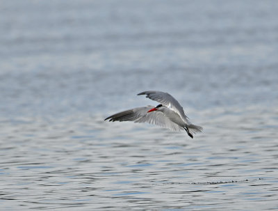 Caspian Tern