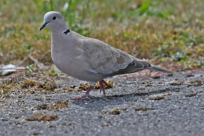 Eurasian Collared Dove