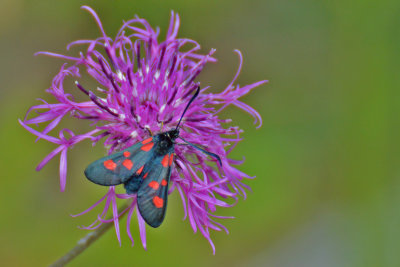 Bredbrämad bastardsvärmare (Zygaena lonicerae)