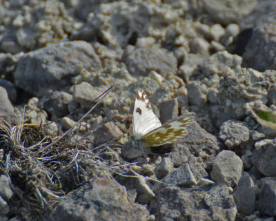 Grönfläckig vitfjäril(Pontia daplidice) 