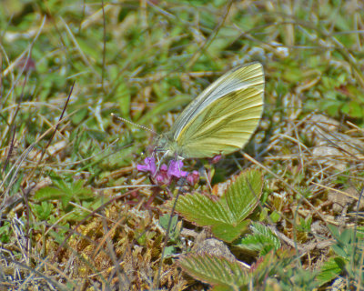 Rapsfjäril (Pieris napi)