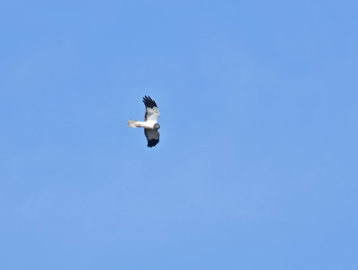 Hen Harrier