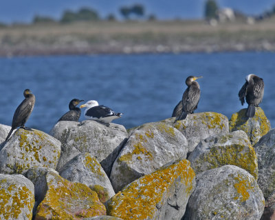 Great Black-backed Gull