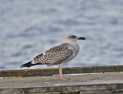 Great Black-backed Gull