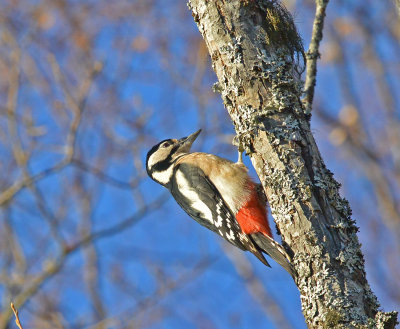 Great Spotted Woodpecker