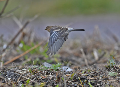 	Twite