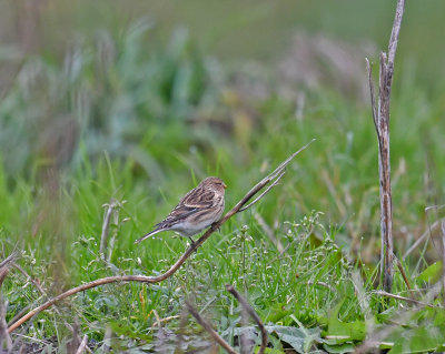 	Twite