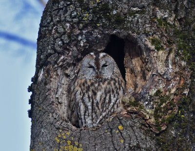 Tawny Owl