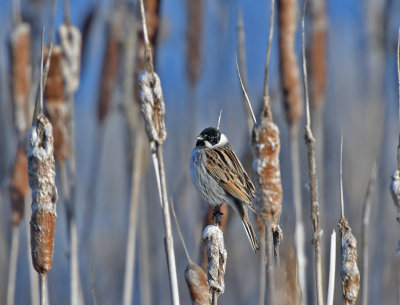 Common Reed Bunting