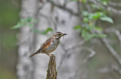 Redwing