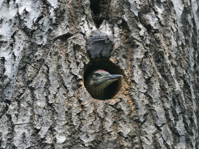 European Green Woodpecker