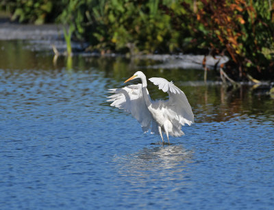 Great Egret