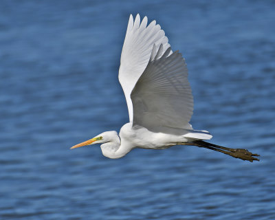 Great Egret