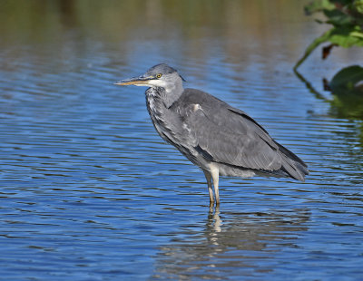 Grey Heron