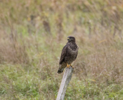 Common Buzzard