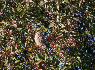 Common Kestrel