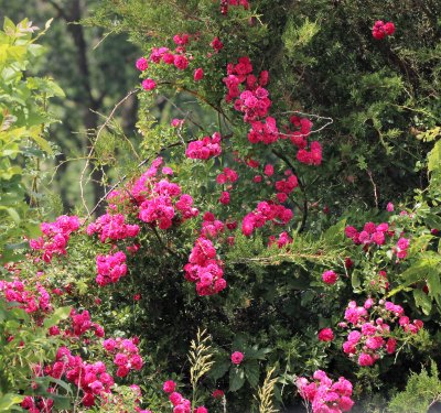 flowers_wild_flowers_weeds