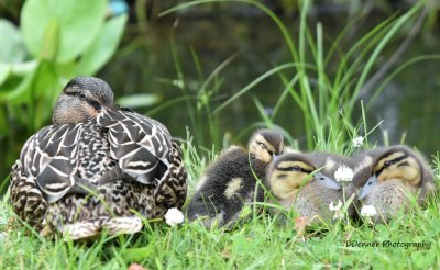 Momma Mallard with some ducklings