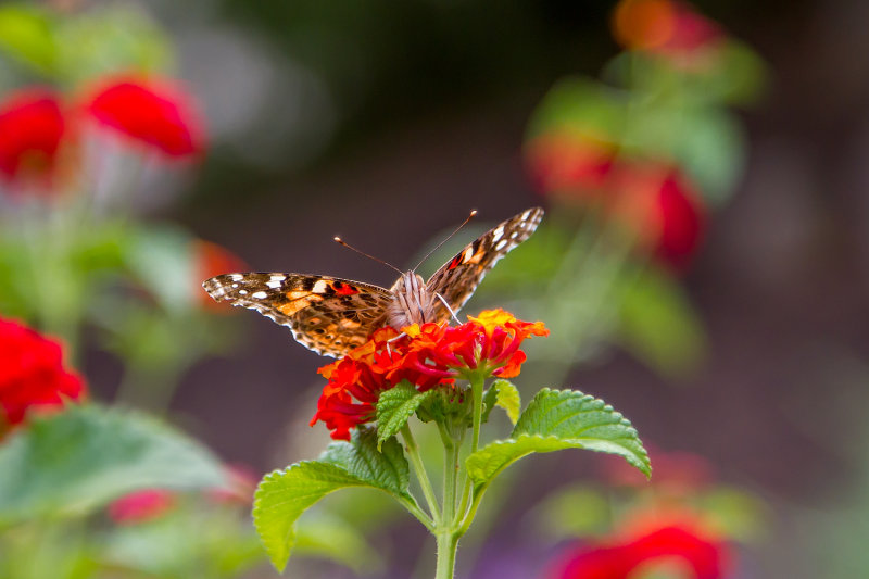 Painted Lady