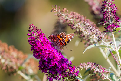 Painted Lady