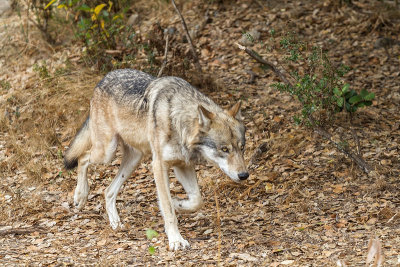 Gray Wolf