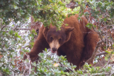 Black Bear Cub (Red)