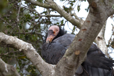 California Condor