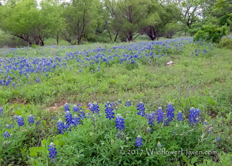 Bluebonnets on Grass