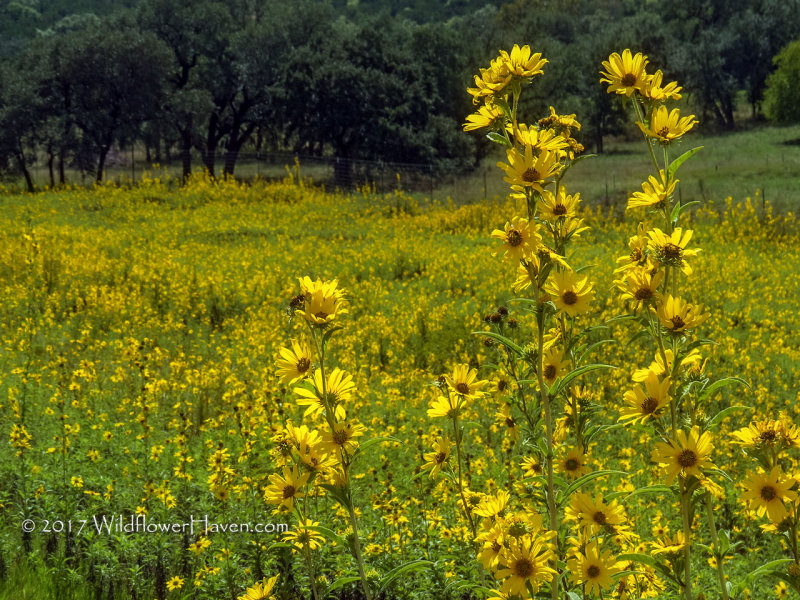 Expanse of Maximilian Sunflowers 2