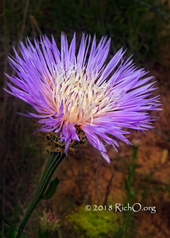 Basket-flower I