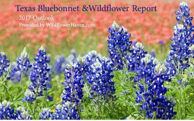2017 Texas Wildflower Report
