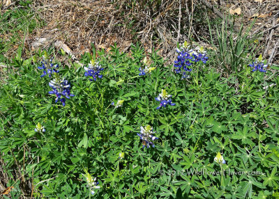 Early Bluebonnet Bloomers along US 87