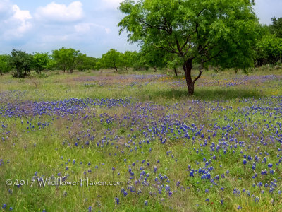 County RD Bluebonnets