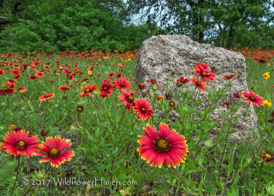 Roadside Park with wildflowers