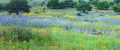 Superbloom