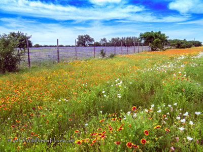 Texas 41 Super-bloom