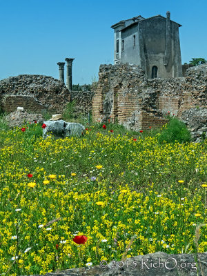 Roman Forum Poppies