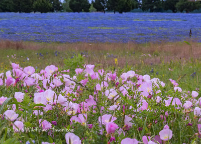 Pink Evening Primrose and Bluebonnets